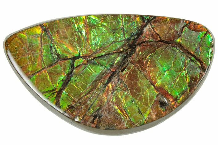 Iridescent Ammolite (Fossil Ammonite Shell) - Orange/Green #310323